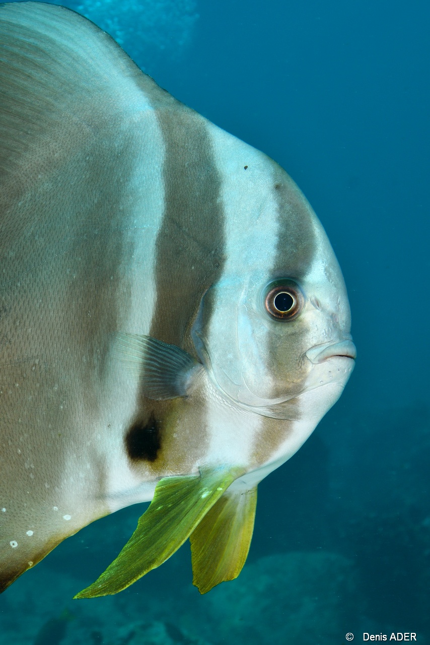 Platax orbicularis Ambiance-Mahe Lighthous cap ternay-14m-20190609-Denis-ADER-DSC_8022_tn.jpg